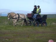 carriage driving lesson